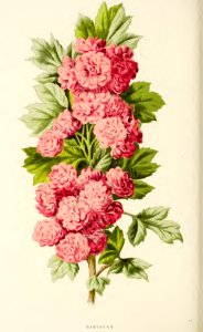 16 Hawthorn