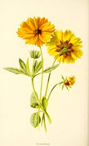 19 Coreopsis