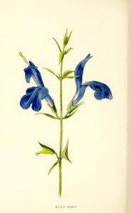 26 Blue Sage