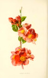 29 Japan Quince