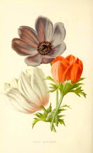 32 Poppy Anemone
