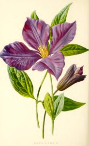 31 Purple Clematis