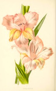 33 Gladiolus
