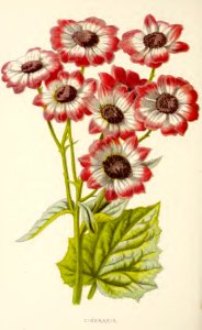 37 Cineraria
