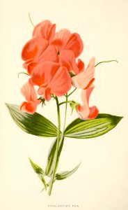 39 Everlasting Pea