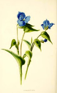 36 Commelina