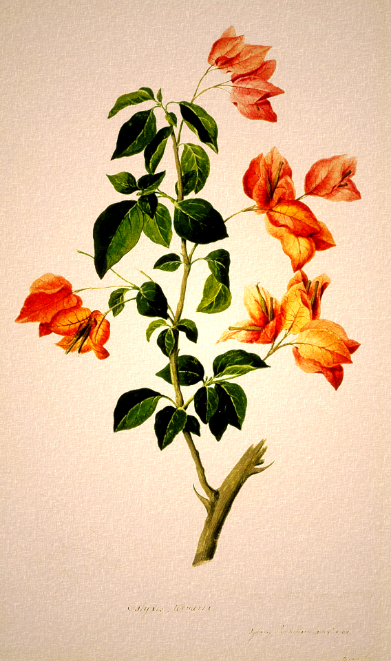 Bougainvillea. Watercolour by Sydney Parkinson after landing at Brazil in 1768, aboard Captain Cook's Endeavour, bound for Tahiti.