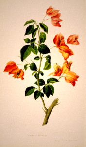 Bougainvillea. Watercolour by Sydney Parkinson after landing at Brazil in 1768, aboard Captain Cook's Endeavour, bound for Tahiti.