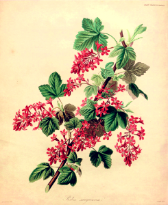 Red-flowering currant (1835). Free illustration for personal and commercial use.