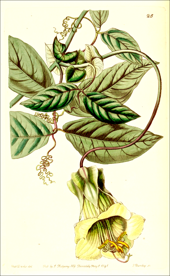Cobaea stipularis vine (1841)