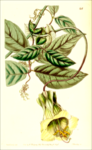 Cobaea stipularis vine (1841). Free illustration for personal and commercial use.