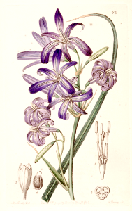 Lavender mountain lily, Lily-of-the-Altai (1844)