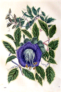 Variegated Cup and Saucer Vine [Cobaea scandens var. fol. albo marg.] (1861-1880). Free illustration for personal and commercial use.