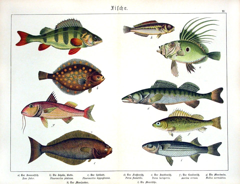 1886 Zeus, Flat Fish, Perch