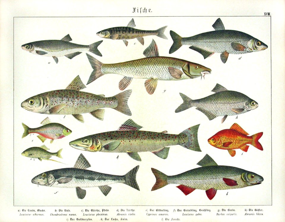 1886 Trout, Goldfish, Atlantic Salmon
