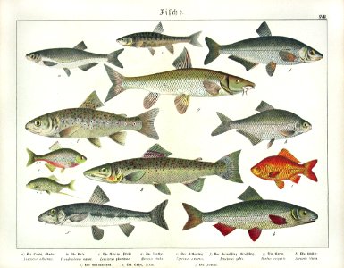 1886 Trout, Goldfish, Atlantic Salmon