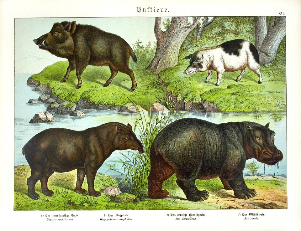 1886 Tapir, Pig, Hippopotomus