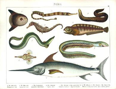 1886 Swordfish, Eel, Seahorse. Free illustration for personal and commercial use.