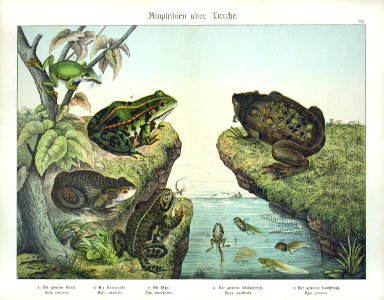 1886 Surinam Toad, European Frog, Tree Frog
