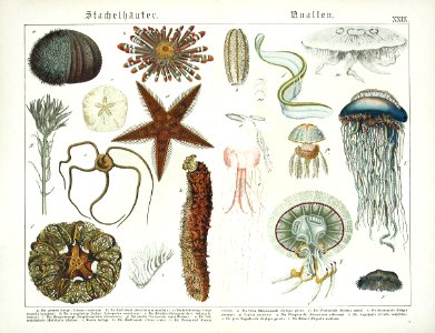1886 Starfish, Jellyfish, Sea Urchin. Free illustration for personal and commercial use.