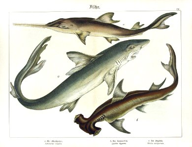 1886 Sharks. Free illustration for personal and commercial use.