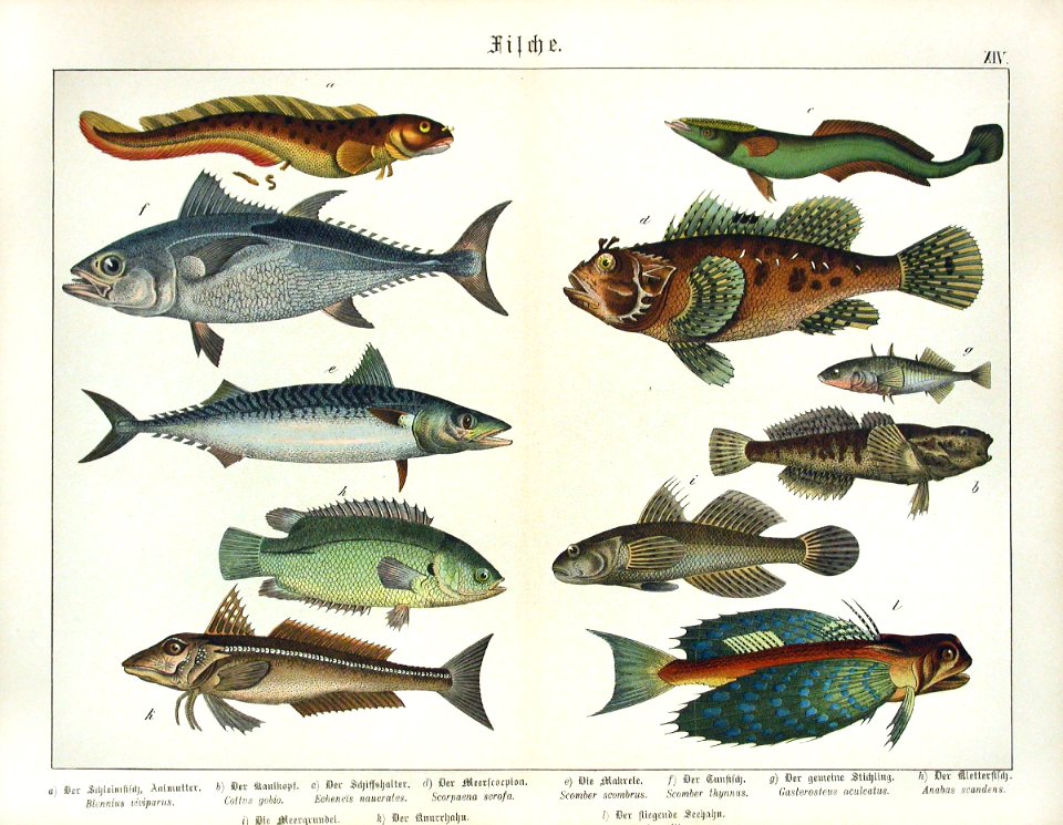 1886 Scorpion Fish, Flying Gurnard, Mackerel