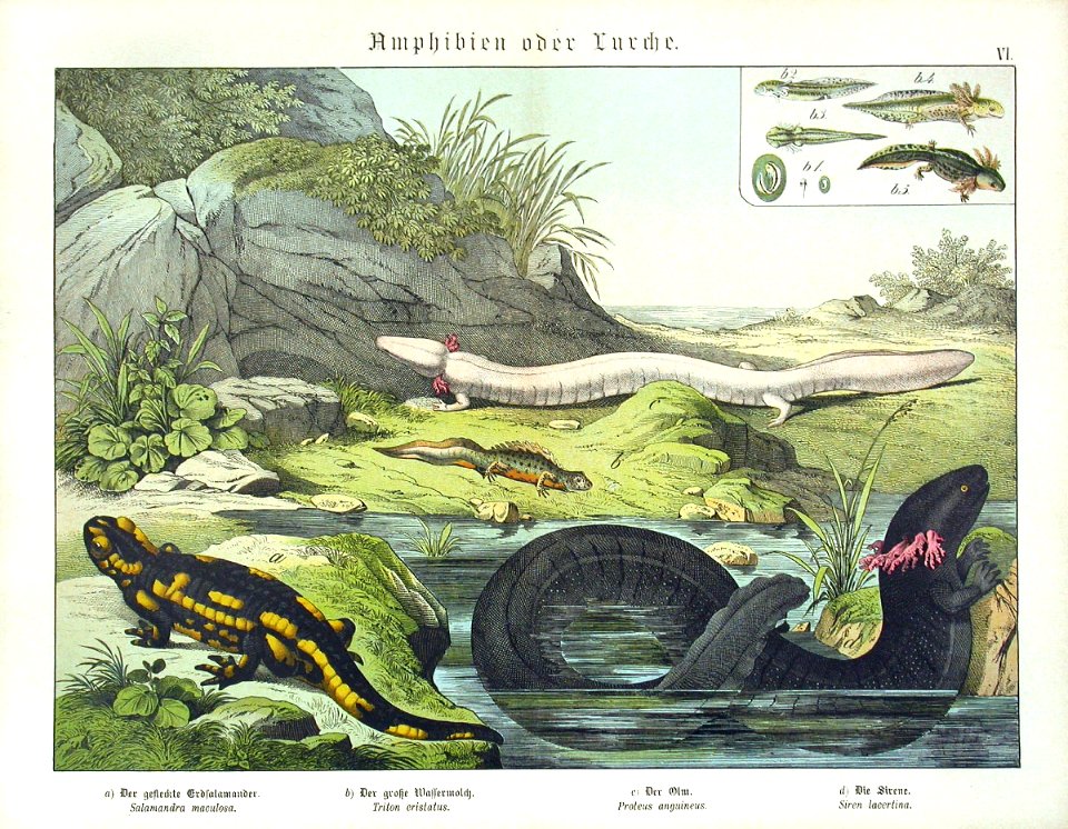 1886 Salamander, Siren, Newt