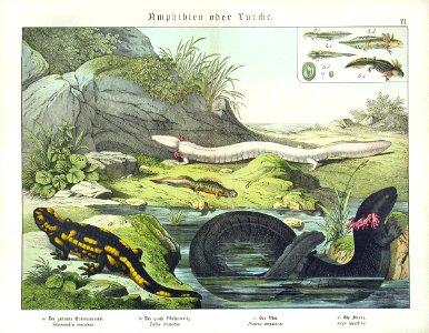 1886 Salamander, Siren, Newt