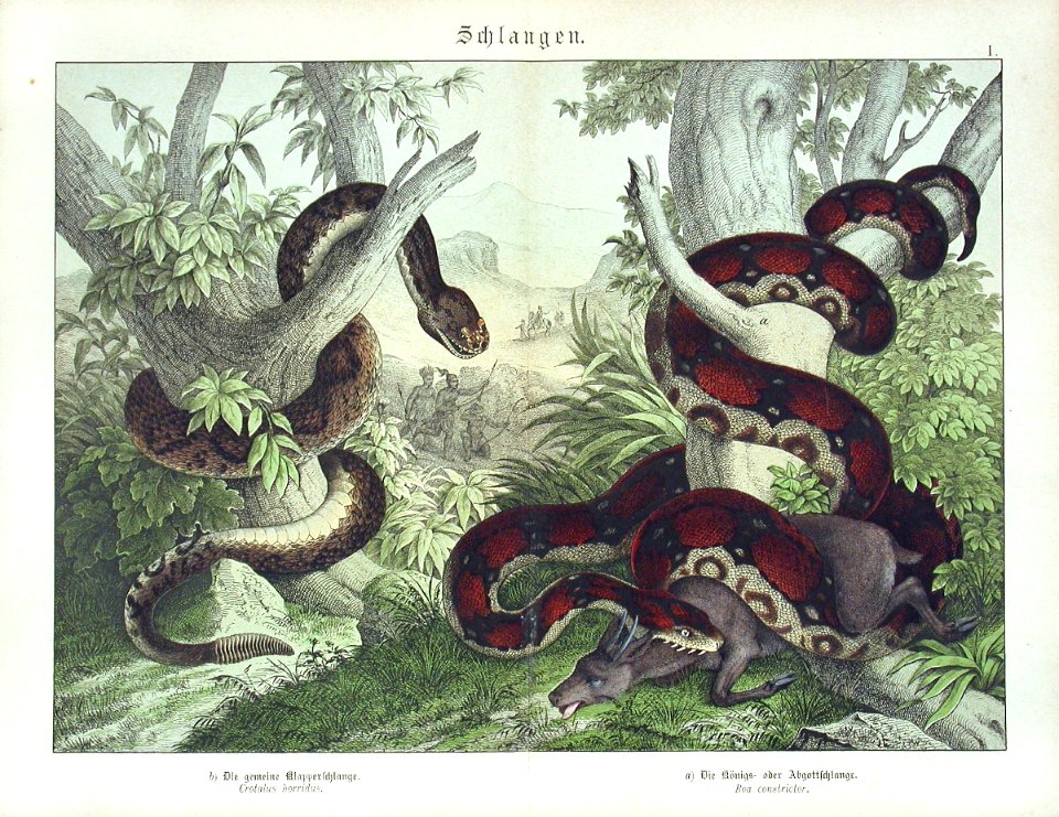 1886 Rattlesnake, Boa Constrictor