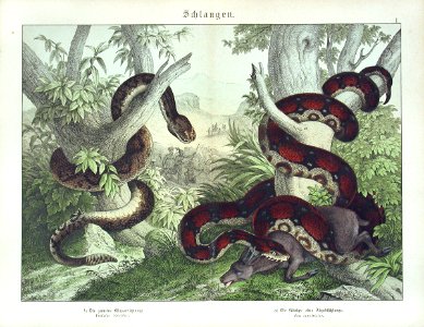 1886 Rattlesnake, Boa Constrictor. Free illustration for personal and commercial use.
