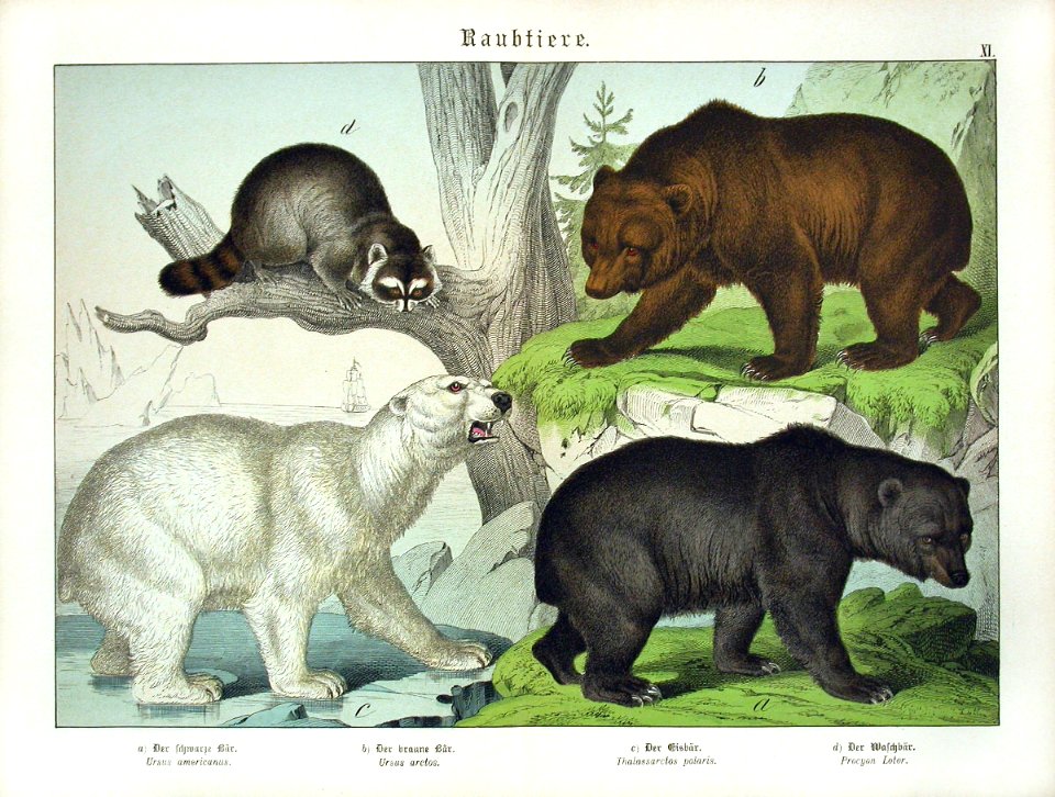 1886 Polar Bear, Raccoon, Brown Bear, Black Bear