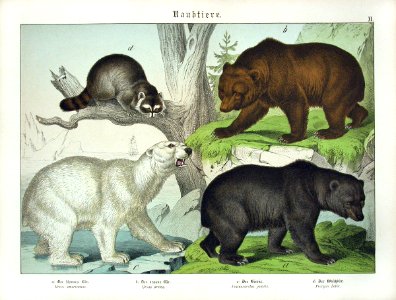 1886 Polar Bear, Raccoon, Brown Bear, Black Bear. Free illustration for personal and commercial use.