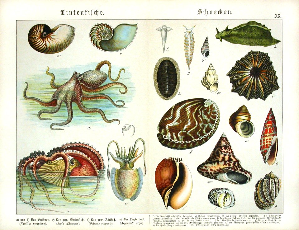 1886 Nautilus, Octopus, Squid