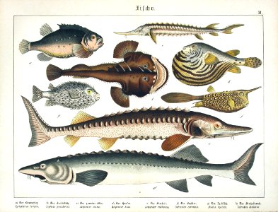 1886 Pipe Fish, Blow Fish, Sturgeon