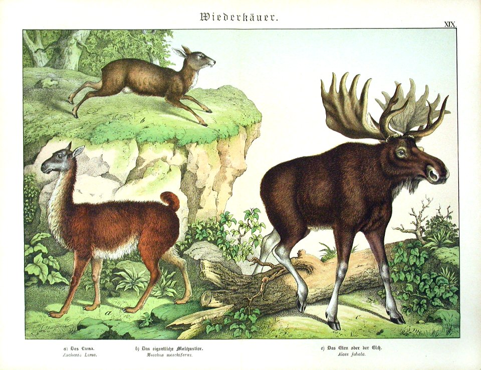 1886 Llama, Moose, Siberian Musk Deer