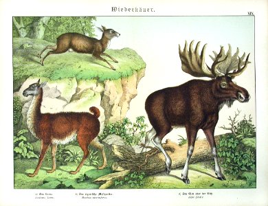1886 Llama, Moose, Siberian Musk Deer