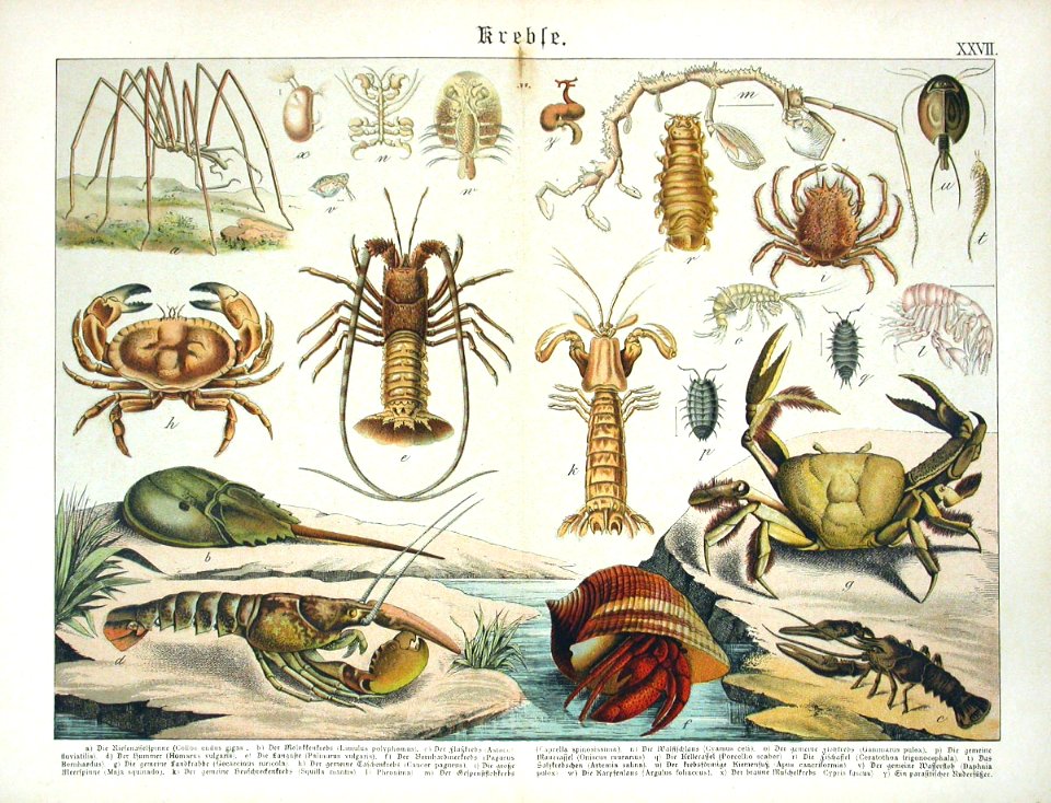 1886 Lobster, Crab, Shrimp