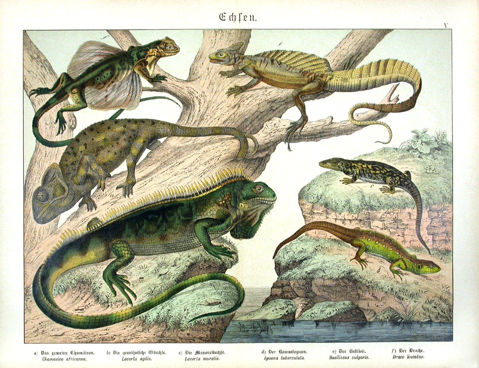 1886 Iguana, Chameleon, Flying Dragon