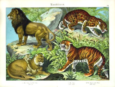 1886 Lion, Tiger, Jaguar. Free illustration for personal and commercial use.