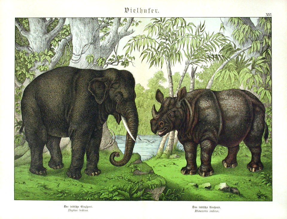 1886 Indian Elephant, Rhinoceros