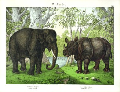 1886 Indian Elephant, Rhinoceros. Free illustration for personal and commercial use.