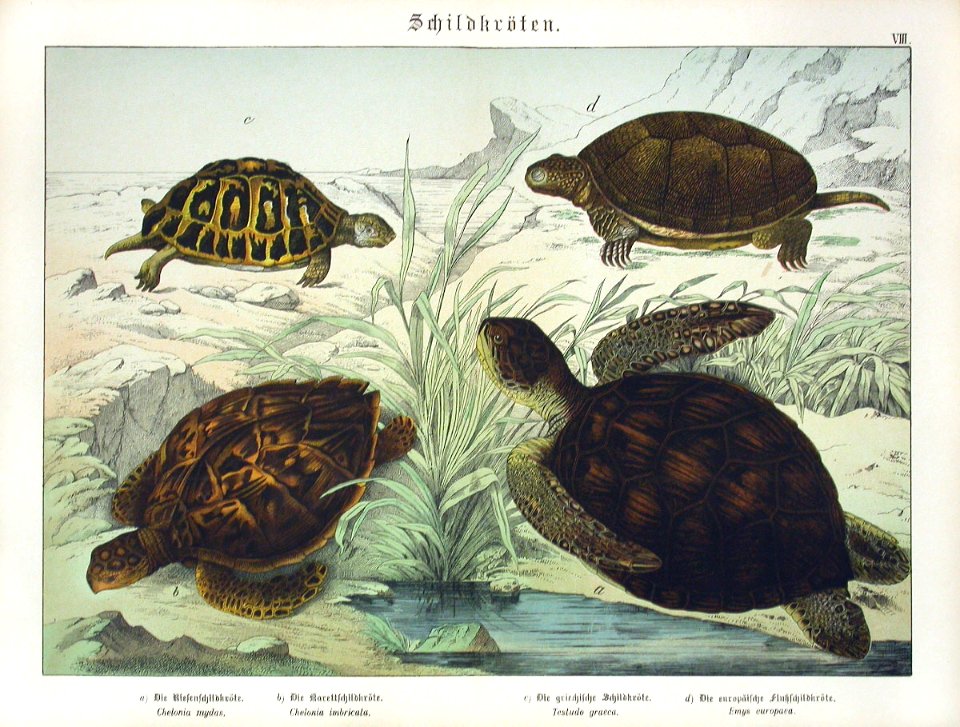 1886 Green Turtle, Greek Tortoise - Free Stock Illustrations | Creazilla