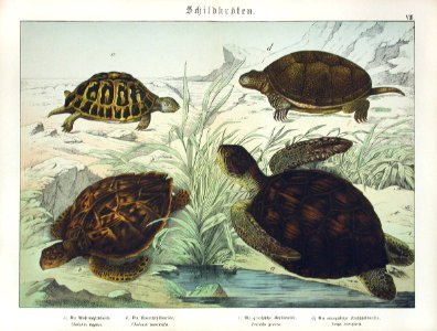 1886 Green Turtle, Greek Tortoise