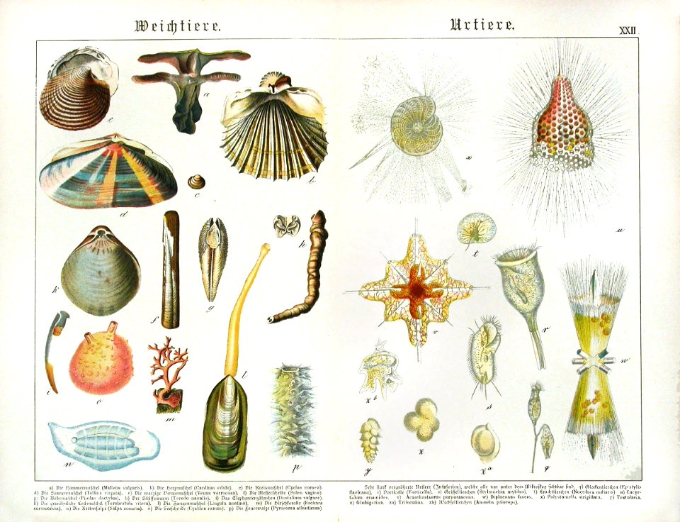 1886 Hammer Oyster, Polystomella