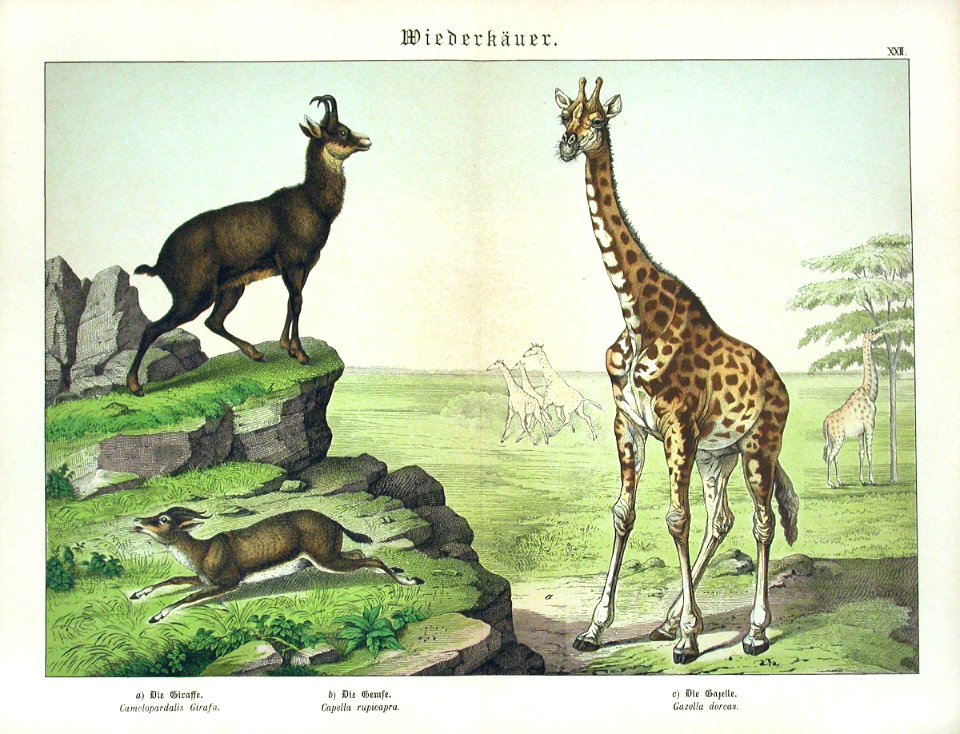 1886 Gazelle, Giraffe