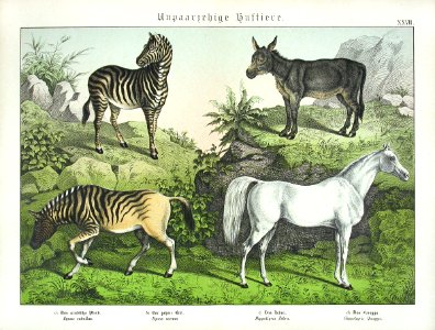 1886 Horse, Zebra, Donkey. Free illustration for personal and commercial use.