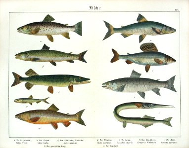 1886 Garfish, Danube Salmon, Lake Trout