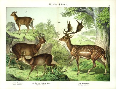 1886 Fallow Deer, Roe Deer, Antelope