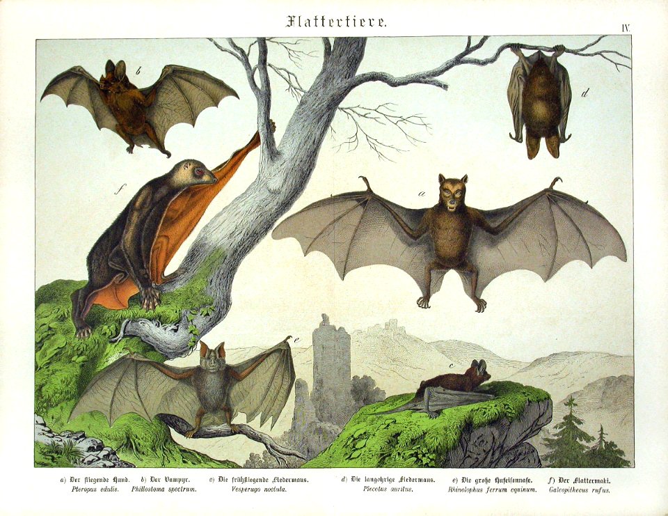 1886 Fruit Bat, Noctule Bat, Flying Lemur. Free illustration for personal and commercial use.
