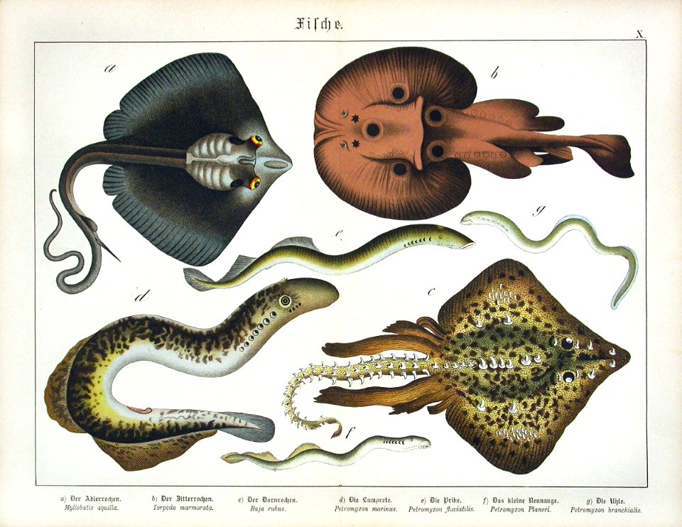 1886 Electric Ray, Sea Lamprey, Skate